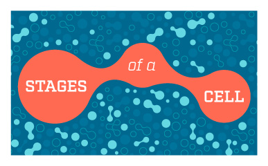 Classroom Poster: Stages of a Cell