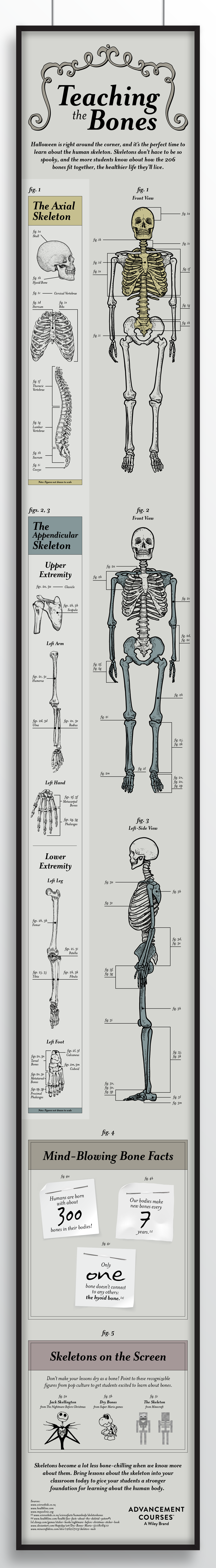 Teaching the Skeleton, Teaching the Bones, Anatomy, Classroom Aid